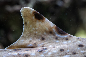 A baby shark spotted in detail on the dorsal fin.