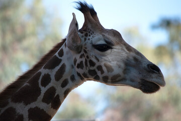 The giraffe is the tallest of all mammals. The giraffe has a short body, a tufted tail, a short...