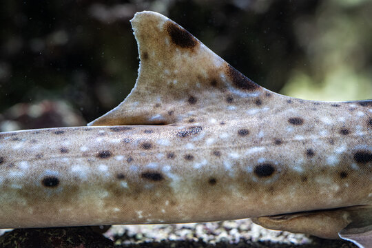 A baby shark spotted in detail on the dorsal fin.