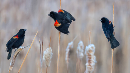 Three red-winged blackbirds