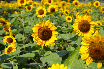 Fototapeta premium Blooming sunflower fields. Beautiful yellow flower