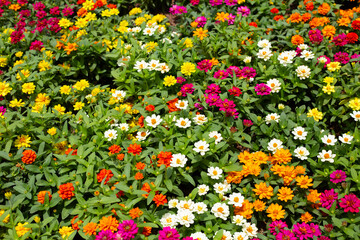 Obraz premium Zinnia flower in the garden