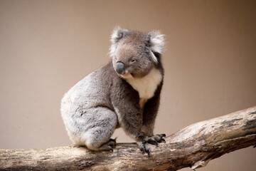 the Koala has a large round head, big furry ears and big black nose. Their fur is usually...