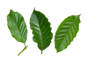 Fresh coffee leaves on white background.