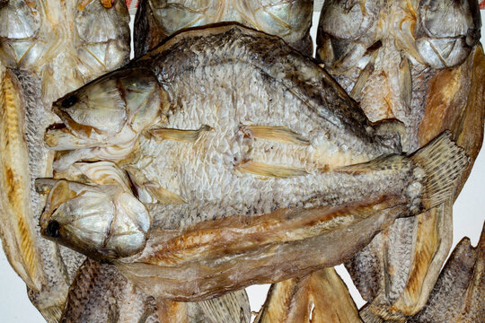 Several dehydrated trairas, genus of freshwater carnivorous fish in the family Erythrinidae, scientific name: Hoplias