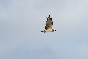 Osprey, Sea Hawk (bird of prey) in flight along 75 mile beach on K’gari (Fraser Island),...