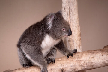 the Koala has a large round head, big furry ears and big black nose. Their fur is usually grey-brown in color with white fur on the chest, inner arms, ears and bottom.