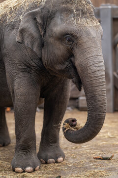 An Indian elephant kept in captivity.