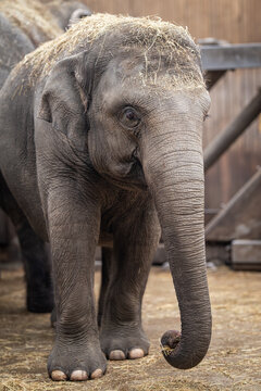 An Indian elephant kept in captivity.