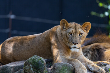Le&atilde;o esperando para almo&ccedil;ar