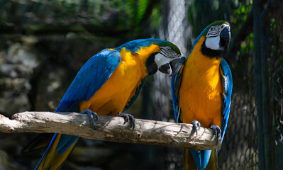 blue and yellow macaw