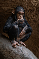 Baby chimpanzee monkey sitting and peeing.