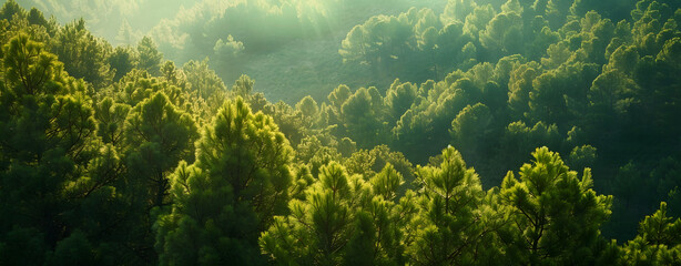 Beautiful forest background. Green mountain with pine trees and sunlight in sky - obrazy, fototapety, plakaty