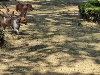 Three small breed brown dogs happily walking in the park, Tres Perros de raza pequeña de color...