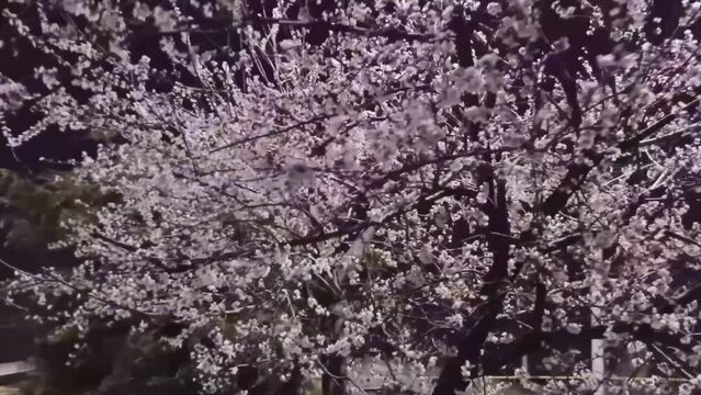 Spring blossoming trees at night, 4K, 60 fp