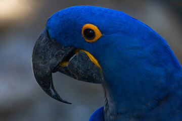 blue and yellow macaw