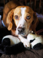 closeup photo of cute beagle dog holding stuffed panda toy, 