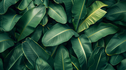 Obraz premium tropical banana leaf texture, large palm foliage nature dark green background,generative ai