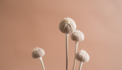 花　植物　季節　四季　素材　余白