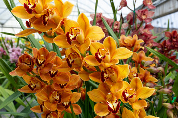 Yellow Red Cymbidiums Orchid Plant Flower in Greenhouse, family Orchidaceae. Blooming Cosmopolitan...