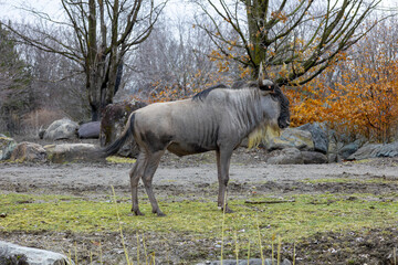 Blue wildebeest stopped