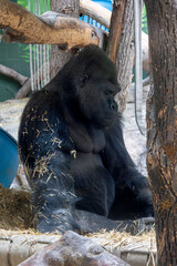 gorilla on the shadows