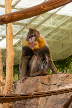 mandril interesting look
