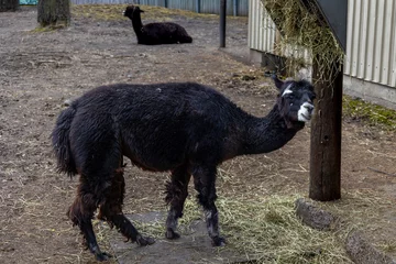 Deurstickers weird looking of a llama © Alfredo