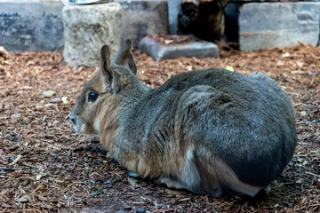 patagonian mara laying down