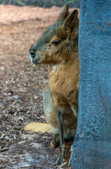 patagonian mara interesting look