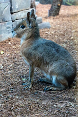 patagonian mara from the side