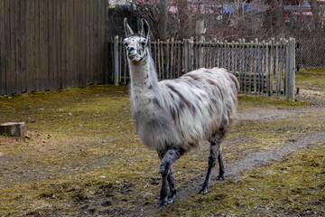 interesting posture of a llama
