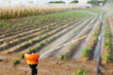 Water sprinkler sprinkles water on a farmer field for irrigating and watering vegetables