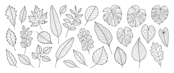 Tropical leaves hand drawn line art vector set. Collection of leaf branch, monstera, maple, oak, eucalyptus black white drawing contour simple style. Design illustration for prints, logo, branding.