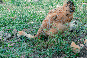 Creole hen grazing with her chicks