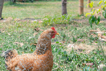 Creole hen grazing with her chicks