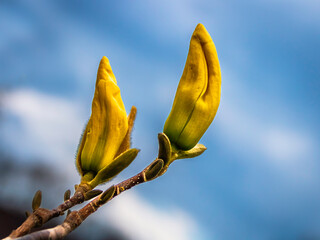 Yellow Magnolia Blooms in the Springtime, natural blurred blue background