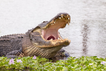 A large American alligator (Alligator mississippiensis) opens its mouth in a retention pond in Sarasota, Florida

