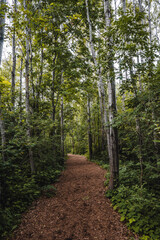 path in the woods