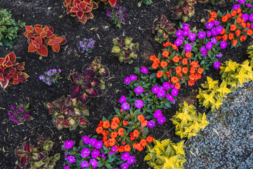 background of flowers