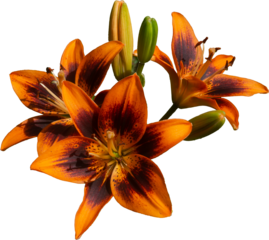orange tiger lily isolated