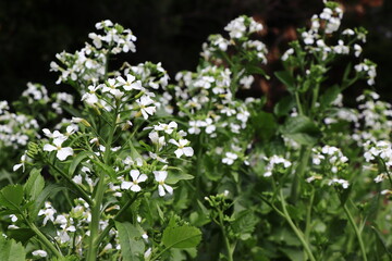 カイワレ大根の花