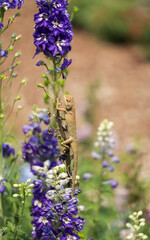 Obraz premium A lizard standing on Salvia farinacea