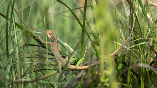 lizard hiding in grass field