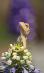 A lizard standing on Salvia farinacea