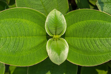 closeup of fresh green leaves 