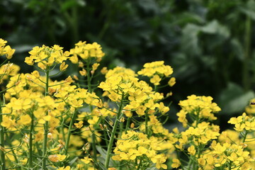 Obraz premium チンゲンサイの花