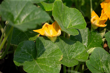 Yellow flower of pumpkin growing in the vegetable garden. Selective focus.
