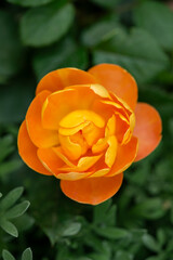 Ranunculus in orange color, top down view