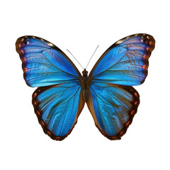 A blue butterfly with a Transparent Background